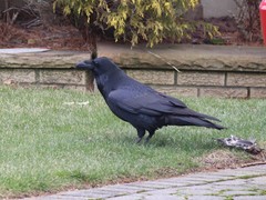 Corvus corax