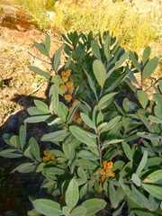 Myrica gale tomentosa