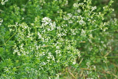 Galium mollugo