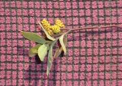 Myrica gale tomentosa