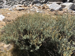 Artemisia rothrockii