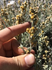 Artemisia rothrockii