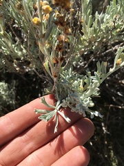 Artemisia rothrockii