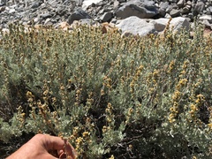 Artemisia rothrockii