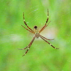 Argiope radon