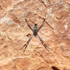 Argiope radon