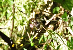 Xenophanes tryxus