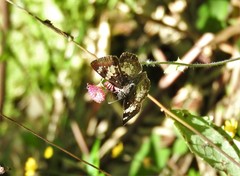 Xenophanes tryxus