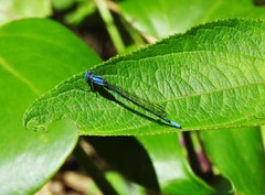 Argia fissa