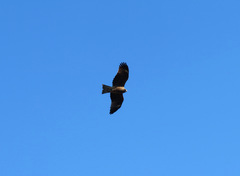 Milvus migrans lineatus