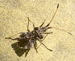 Centrocoris variegatus