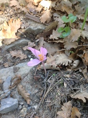 Colchicum autumnale