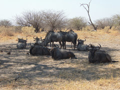 Connochaetes taurinus