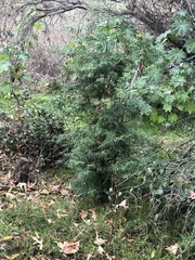 Afrocarpus gracilior