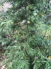 Afrocarpus gracilior