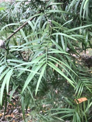 Afrocarpus gracilior