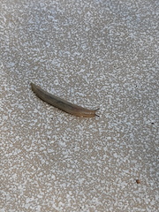 Meghimatium pictum