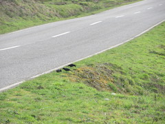 Curaeus curaeus curaeus