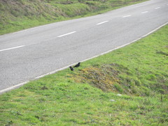 Curaeus curaeus curaeus