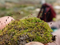 Tortula hoppeana
