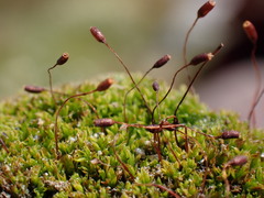 Tortula hoppeana