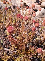 Acaena glabra