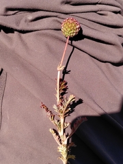 Acaena glabra