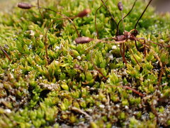Tortula hoppeana