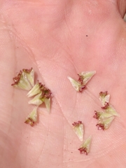 Acaena glabra