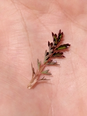 Acaena glabra
