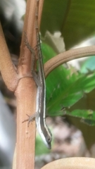 Place Negre Anole photo 2