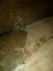 Schistocerca interrita