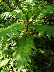 Bocconia frutescens