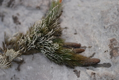 Ceratophyllum
