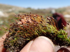 Tortula hoppeana