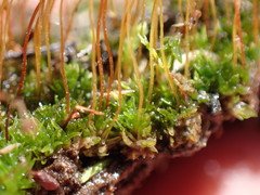 Tortula hoppeana