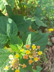 Lantana