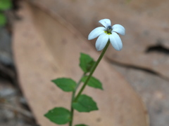 Lobelia pedunculata
