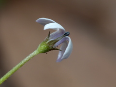 Lobelia pedunculata