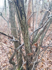Castanea pumila