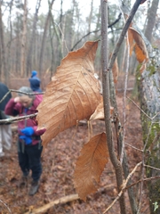 Castanea pumila