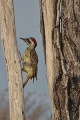 Campethera bennettii