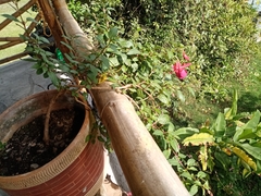 Magnoliopsida