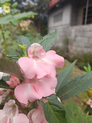 Impatiens