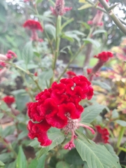 Celosia