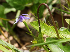 Lobelia beaugleholei