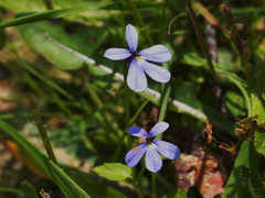 Lobelia beaugleholei