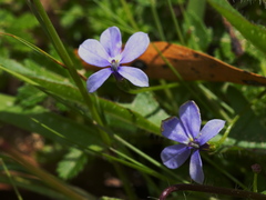 Lobelia beaugleholei