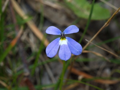 Lobelia beaugleholei