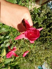 Magnoliopsida